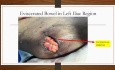 Diagnostic Laparoscopy