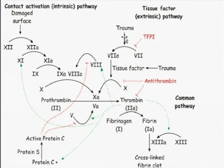 Hemodynamic Disorders, Thromboembolic Disease and Shock - MSP - 4f