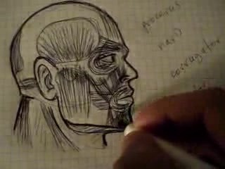Head - Part 3 - Muscular System Video Lectures