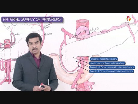 Blood Supply of Pancreas
