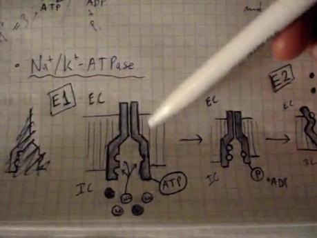 Cell Transport Physiology - Lecture - Part 3/5