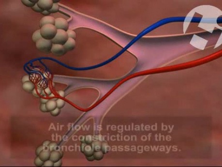Lung Anatomy and Function
