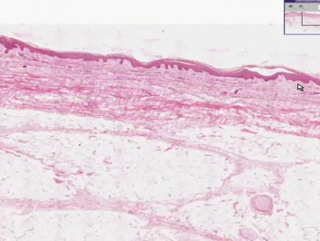 Introduction - Histology