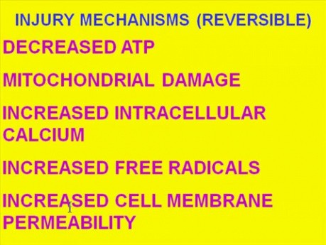 Cellular Adaptations, Cell Injury and Cell Death - MSP - 1c