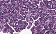 Pancreas - Histology