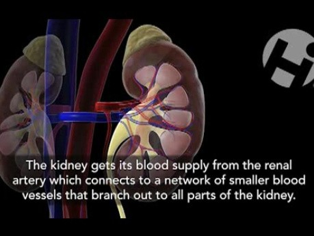 Renal Anatomy and Physiology
