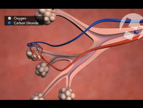 Normal Lung Anatomy and Function