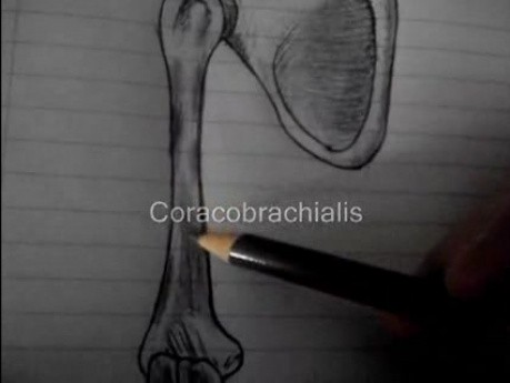 Attachments - Upper arm muscles - Video Lecture