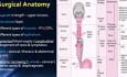 Surgical Anatomy of Oesophagus & Physiology of Swallowing