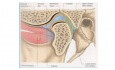 Anatomy of TMJ joint |Temporomandibular Joint Anatomy | Components of TMJ | Ligaments of Tmj | Movements of Tmj | Tmj Capsule
