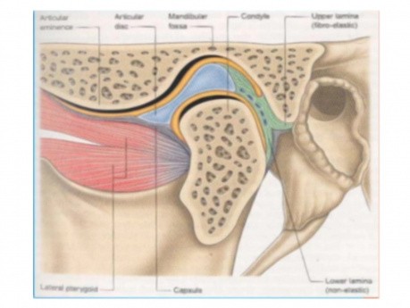 temporomandibular joint diagram