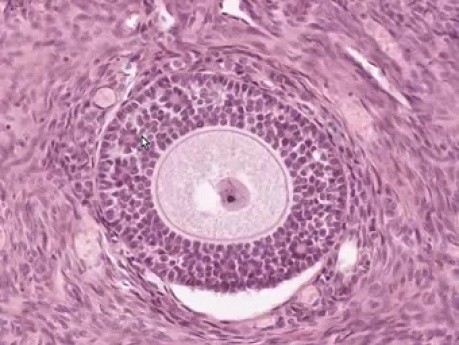 Ovary - Histology