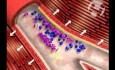 Platelet Aggregation