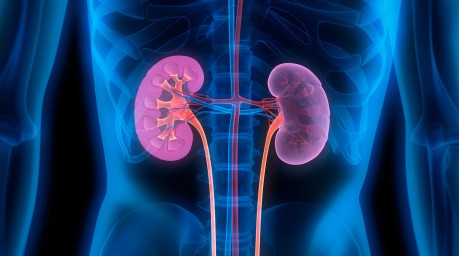 Clinical Nephrology Course