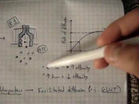 Cell Transport Physiology - Lecture - Part 4/5
