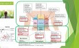 Pelvic Pain