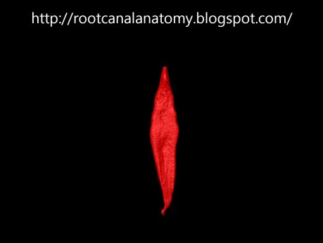 Maxillary Central Incisor