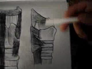 Neck - Part 2 - Muscular System Video Lectures