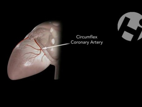 Normal Cardiac Anatomy and Physiology