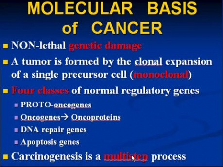Neoplasia - MSP - 7g